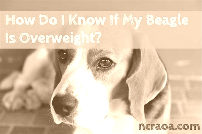 How to tell if your beagle is overweight?