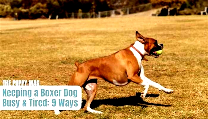 How to tire out a Boxer dog?