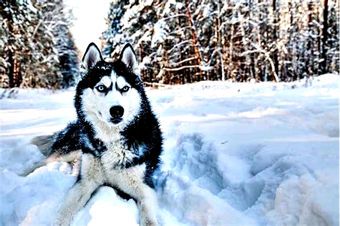 Is 14 old for a Husky?