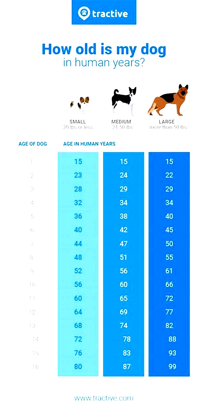 Is 15 years a long life for a dog?