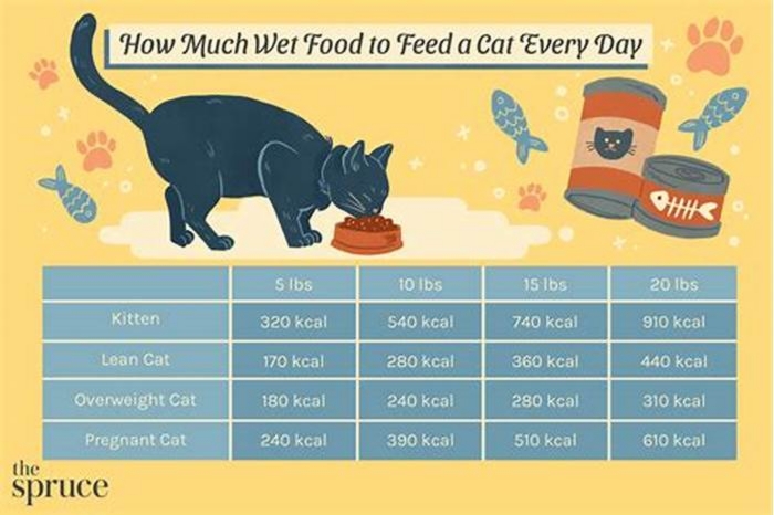 Is 2 cans of wet food a day enough for a cat