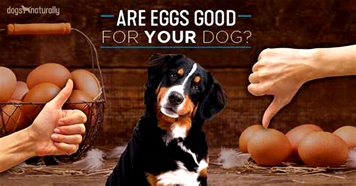 Is 2 eggs a day bad for dogs?