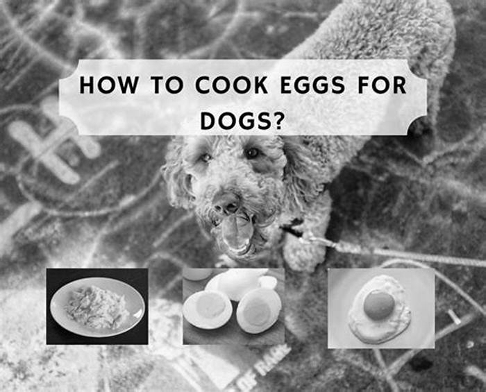 Is 2 eggs a day good for dogs