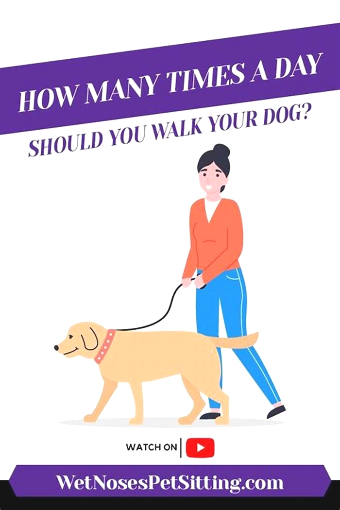 Is 4 walks a day too much for a dog?