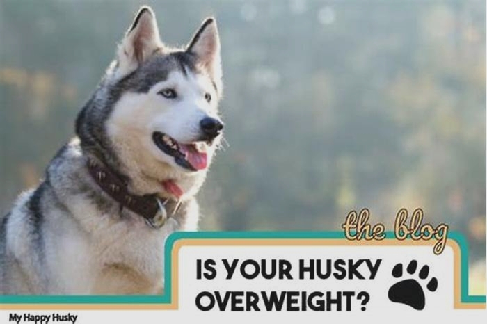 Is My husky too fat?