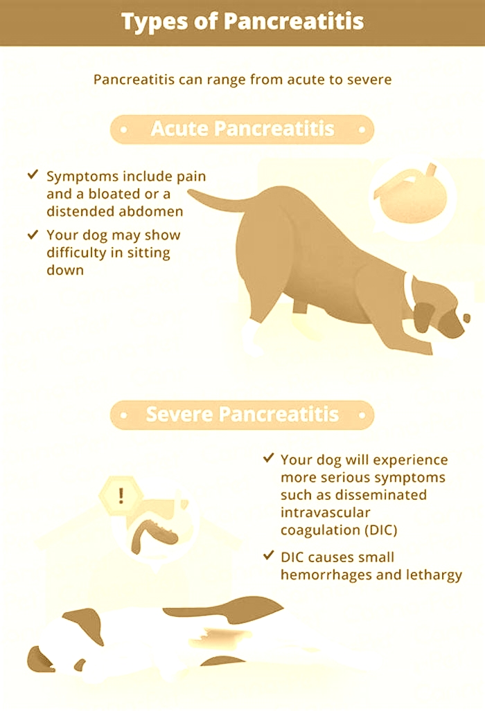 Is Rice OK for dogs with pancreatitis