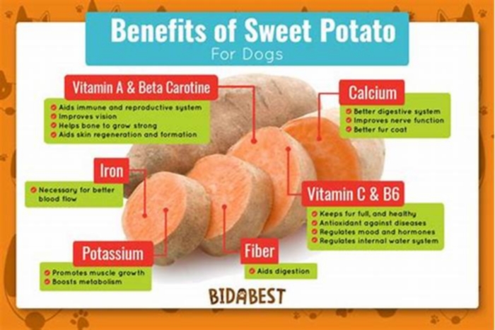 Is Sweet Potato good for dogs with pancreatitis