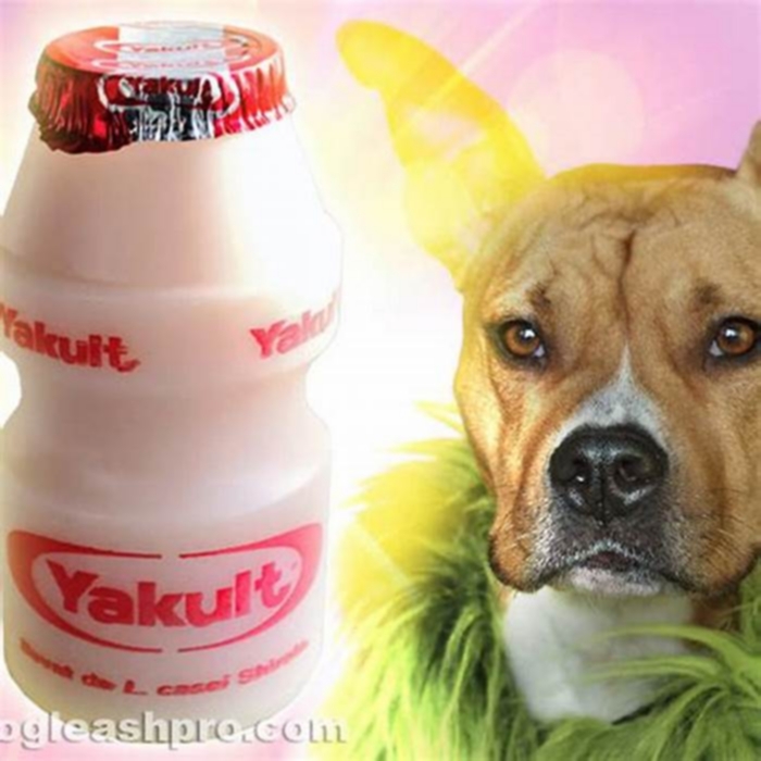 Is Yakult good for dogs