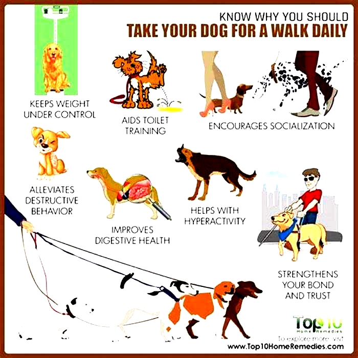 Is a 30 minute walk a day enough for a dog?