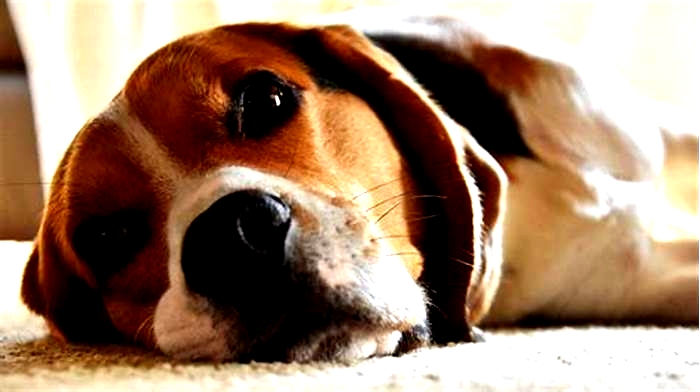 Is bloat common in beagles?