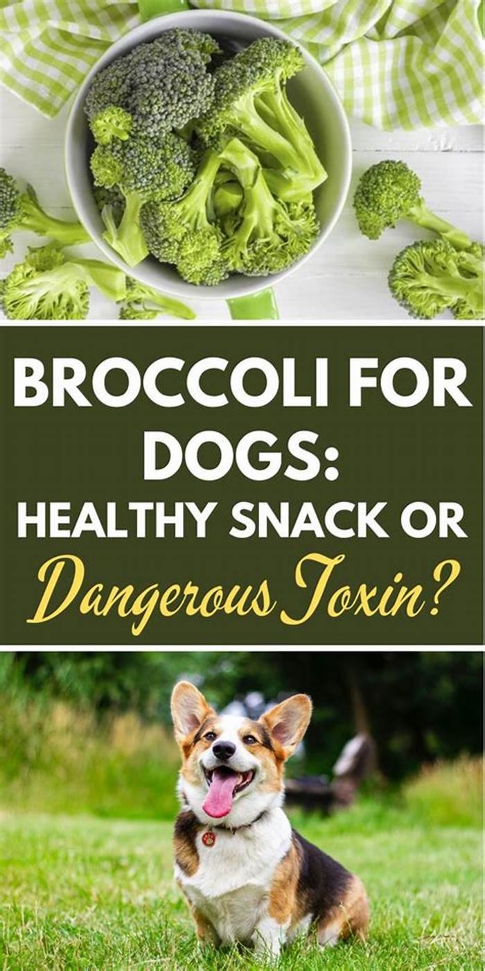 Is broccoli good for dogs