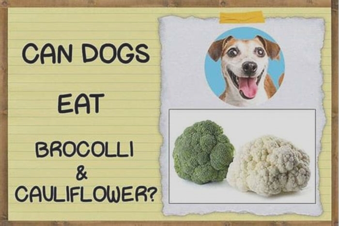 Is broccoli or cauliflower bad for dogs