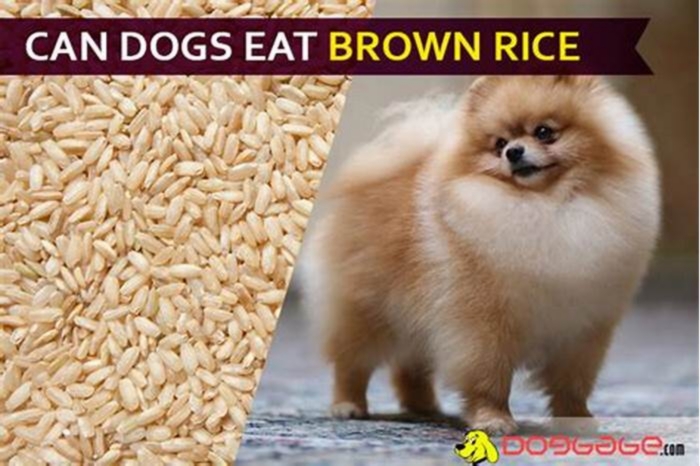 Is brown rice ok for dogs with pancreatitis