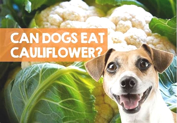 Is cauliflower good for dogs?