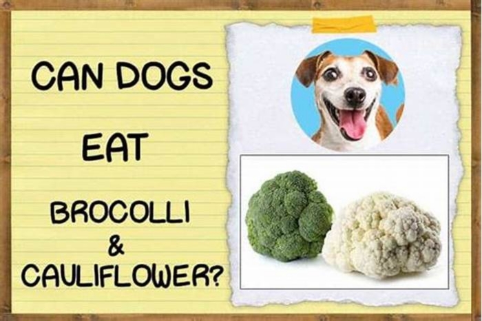 Is cauliflower or broccoli better for dogs?