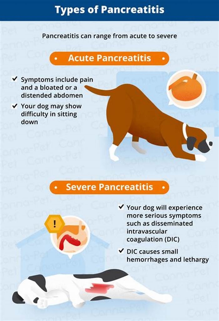 Is chicken OK for dogs with pancreatitis