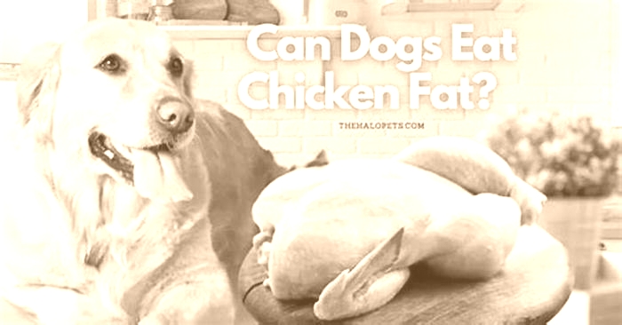 Is chicken too fatty for dogs?