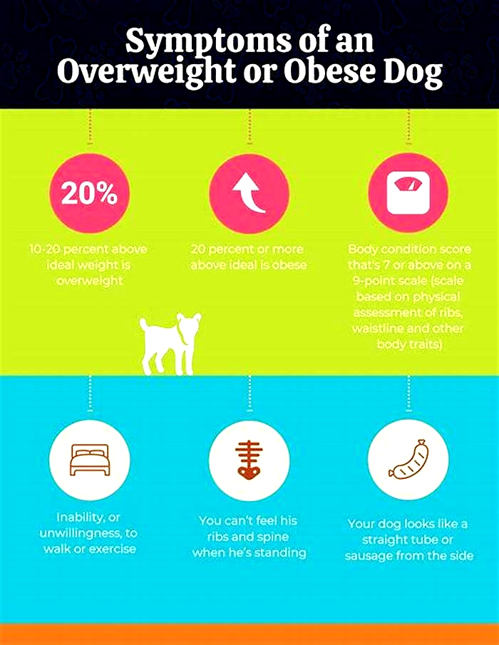 Is dog obesity a problem?