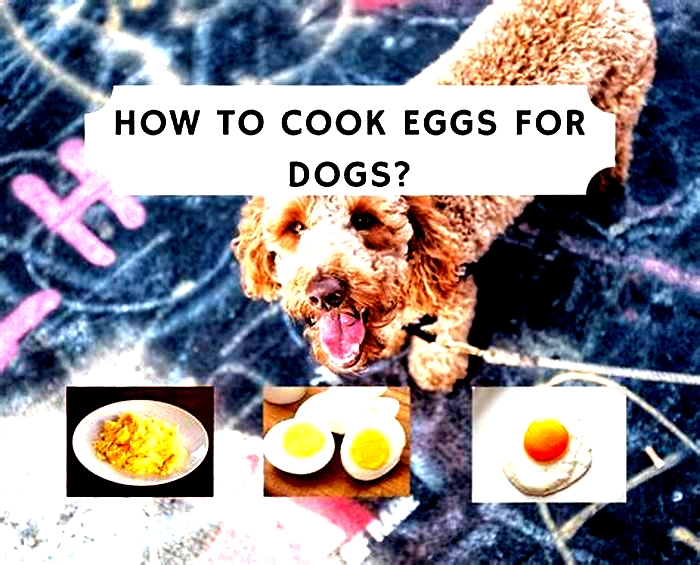 Is egg good for dogs?