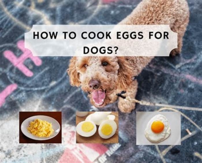 Is eggs good for husky dogs?