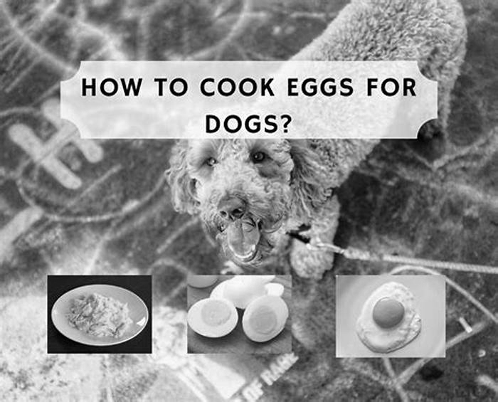 Is it OK for dogs to eat eggs everyday