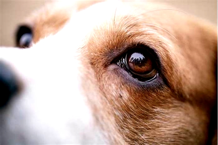 Is it OK to look in your dog's eyes?