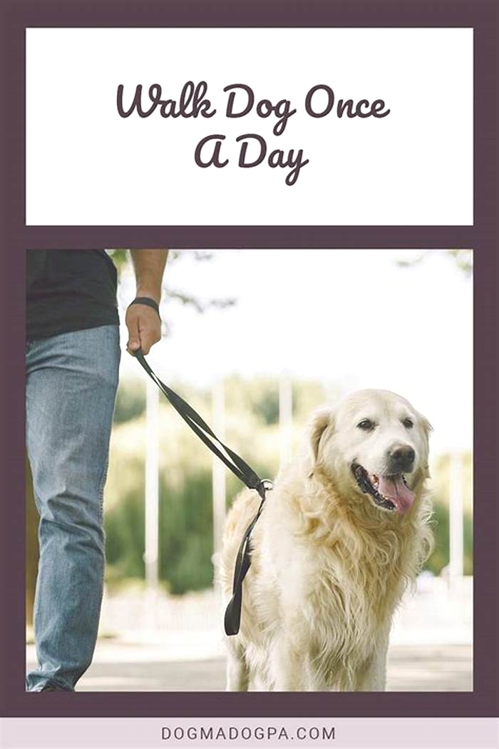 Is it OK to walk a dog once a day