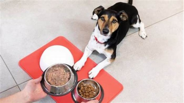 Is it better to feed dogs 2 or 3 times a day