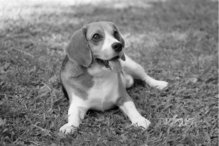 Is it better to have a male or female Beagle?