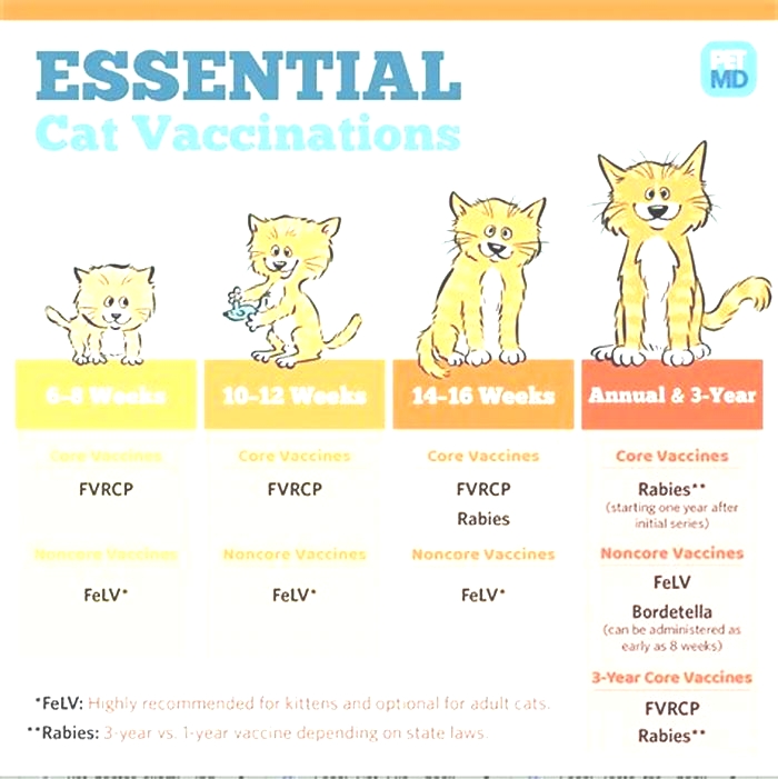 Is it okay if I never vaccinate my cat?