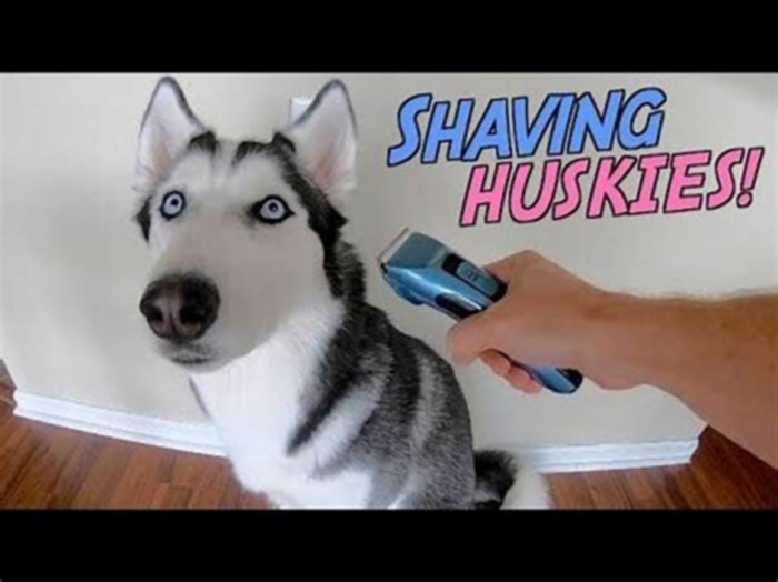 Is it okay to cut a Husky s hair