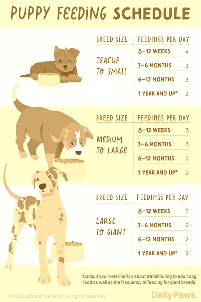 Is it okay to feed a dog 2 times a day?