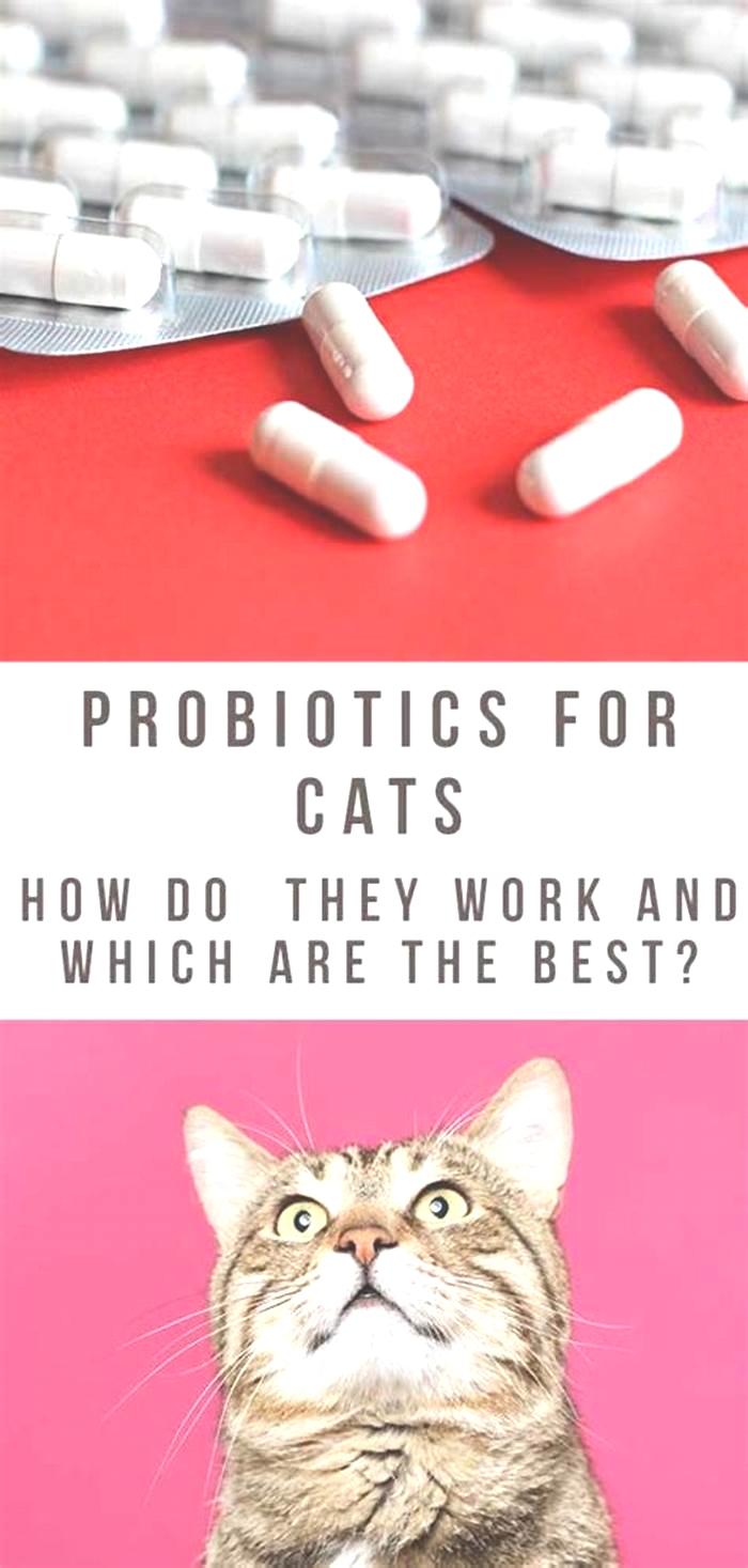 Is it okay to give cats probiotics every day