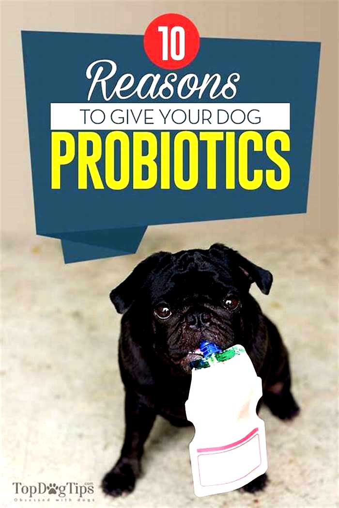 Is it okay to give dogs probiotics every day