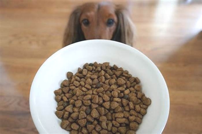 Is kibble making my dog fat?