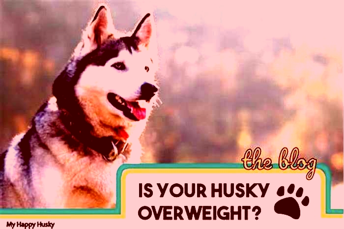 Is my Husky puppy overweight?