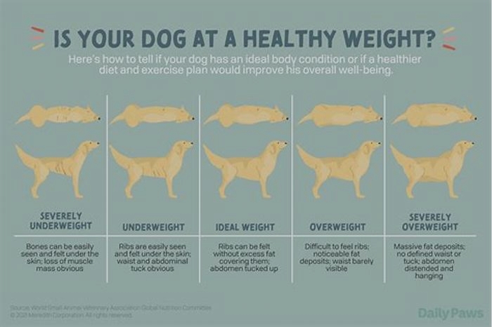 Is my dog gaining weight or bloated?