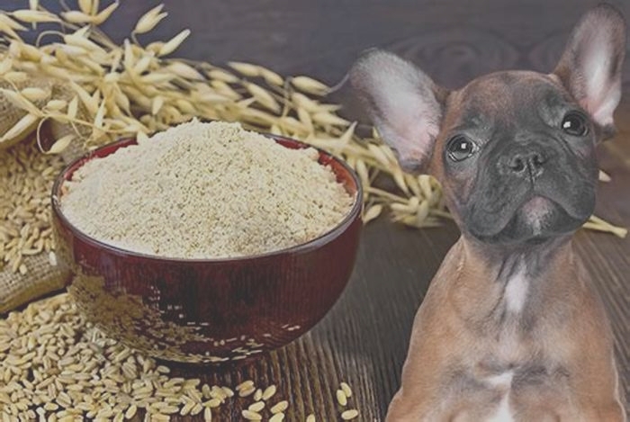 Is oatmeal okay for dogs