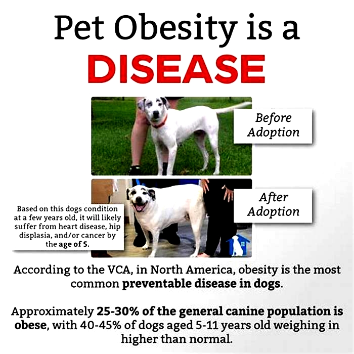 Is obesity animal abuse