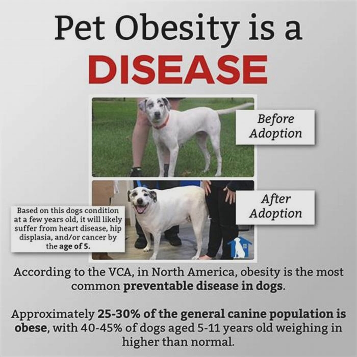 Is obesity in dogs a disease?