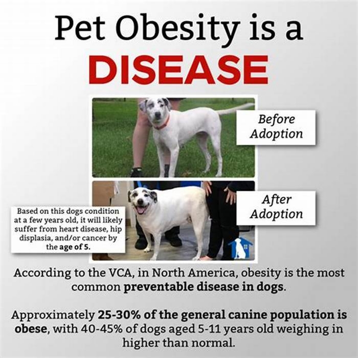 Is pet obesity a disease