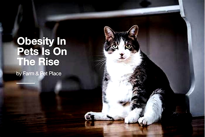 Is pet obesity on the rise?