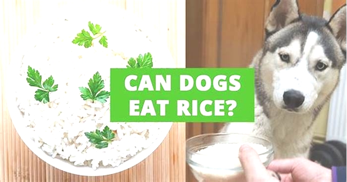 Is rice good for Huskies?