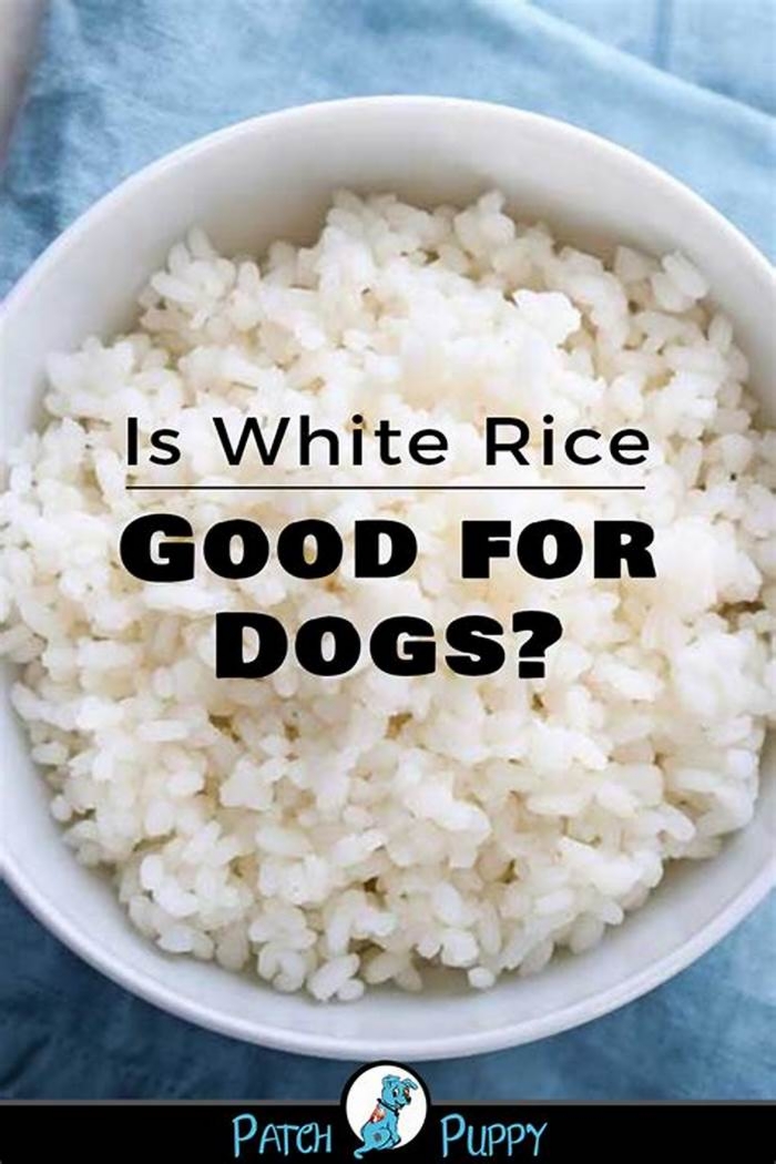 Is rice good for skinny dogs