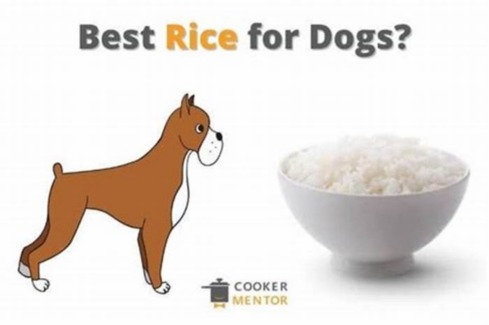 Is rice low-fat for dogs?