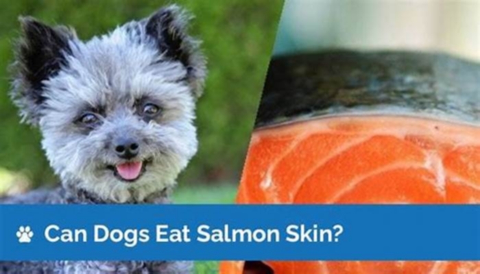 Is salmon ok for dogs with pancreatitis