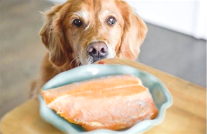 Is salmon too high in fat for dogs