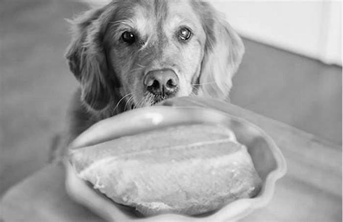 Is salmon too rich for dogs?