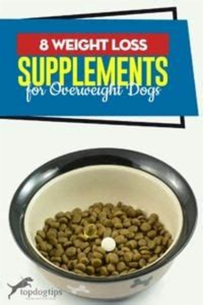 Is there a weight loss drug for dogs?