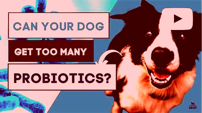 Is too much probiotics bad for dogs